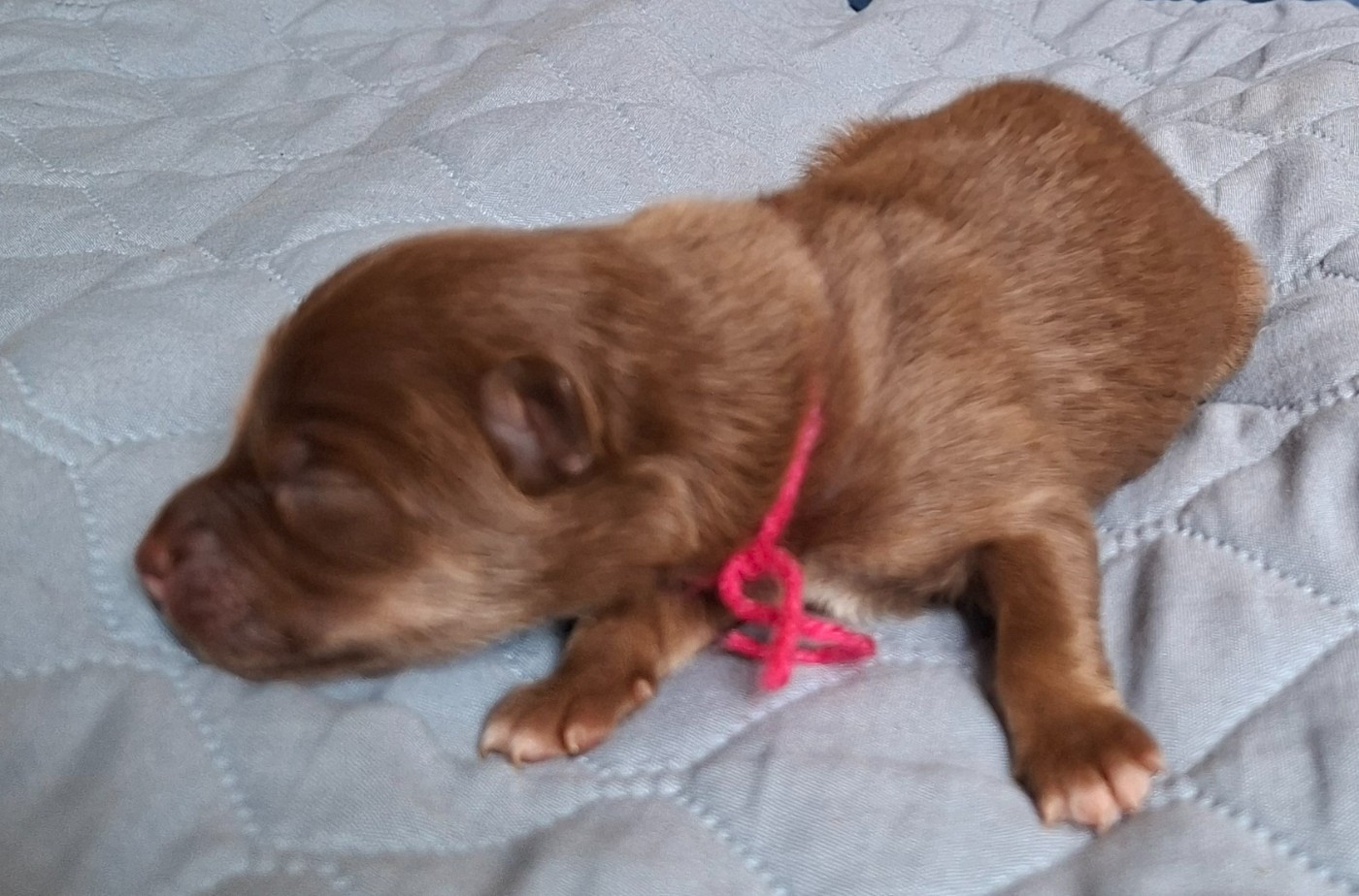 Panache Finnois - Chiots disponibles - Chien finnois de Laponie