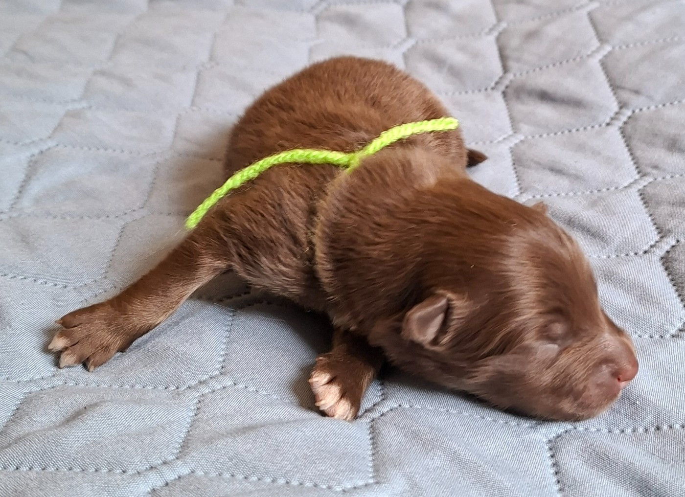 Panache Finnois - Chiots disponibles - Chien finnois de Laponie