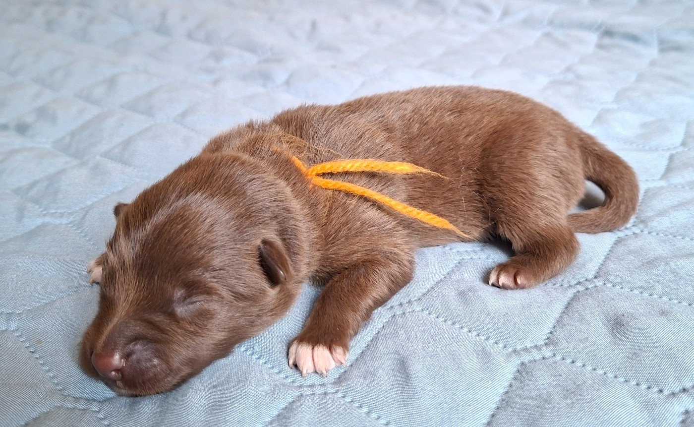 Panache Finnois - Chiots disponibles - Chien finnois de Laponie