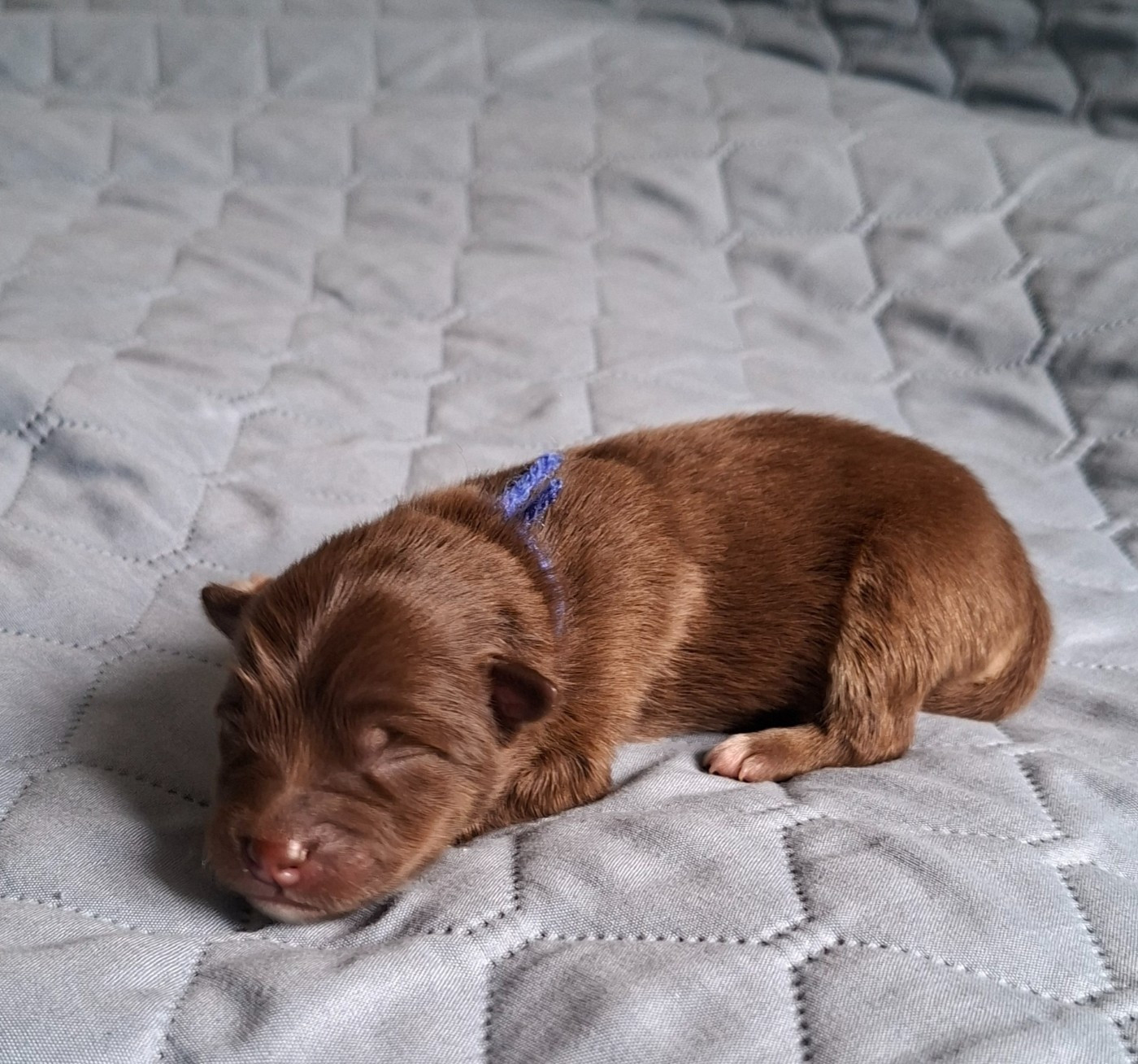 Panache Finnois - Chiots disponibles - Chien finnois de Laponie