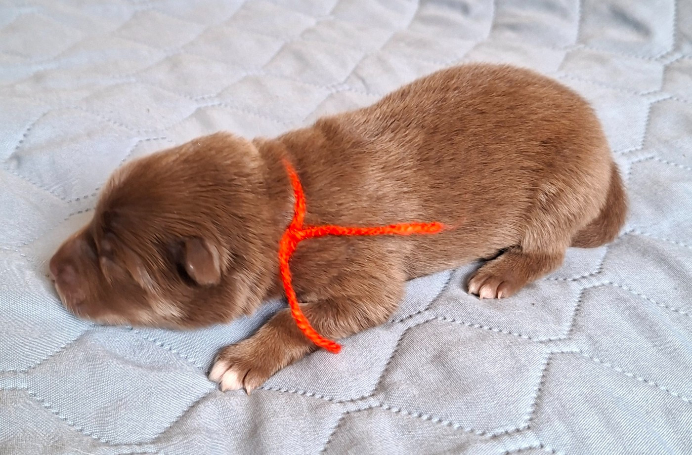 Panache Finnois - Chiots disponibles - Chien finnois de Laponie