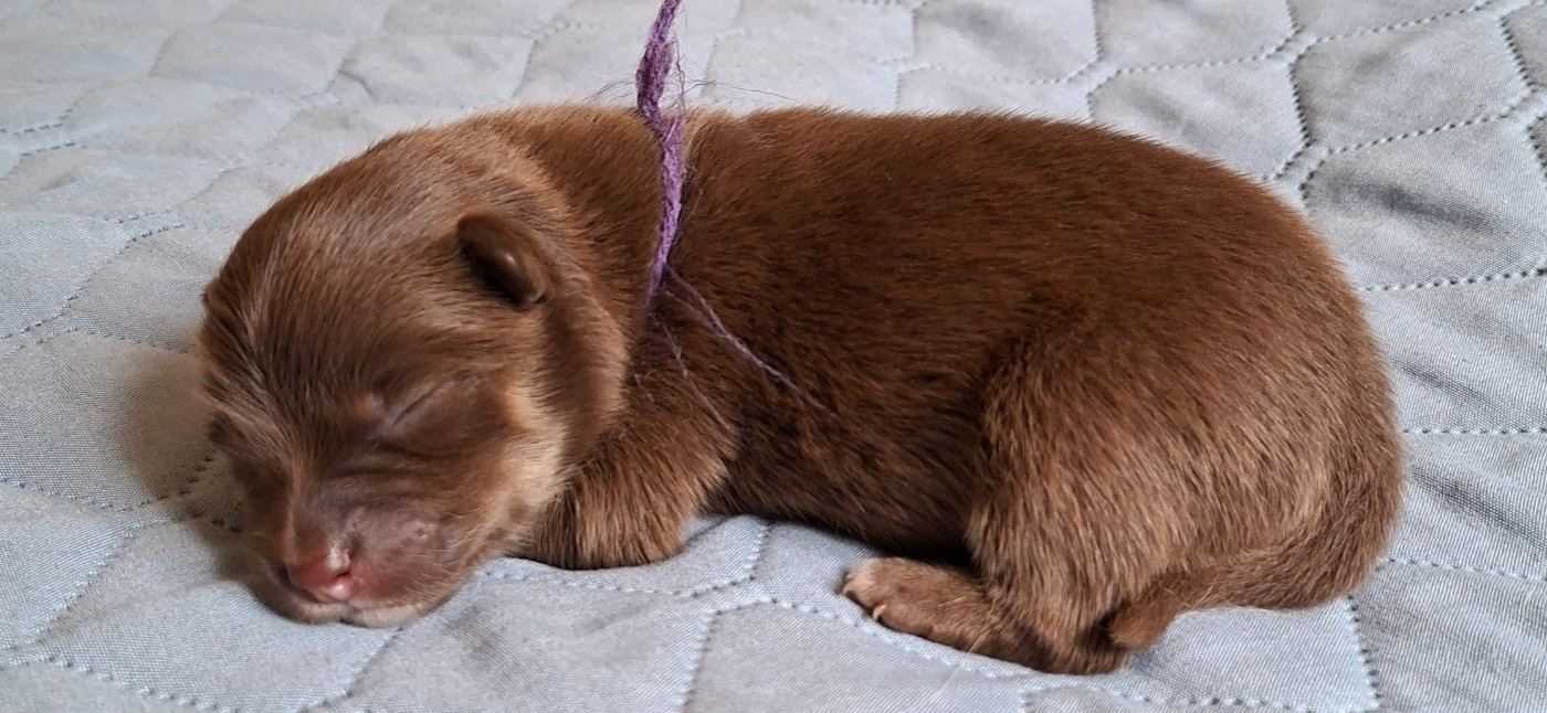 Panache Finnois - Chiots disponibles - Chien finnois de Laponie