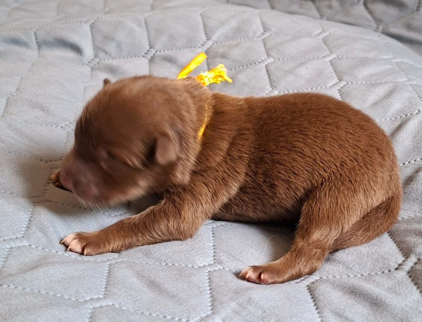 Panache Finnois - Chiots disponibles - Chien finnois de Laponie