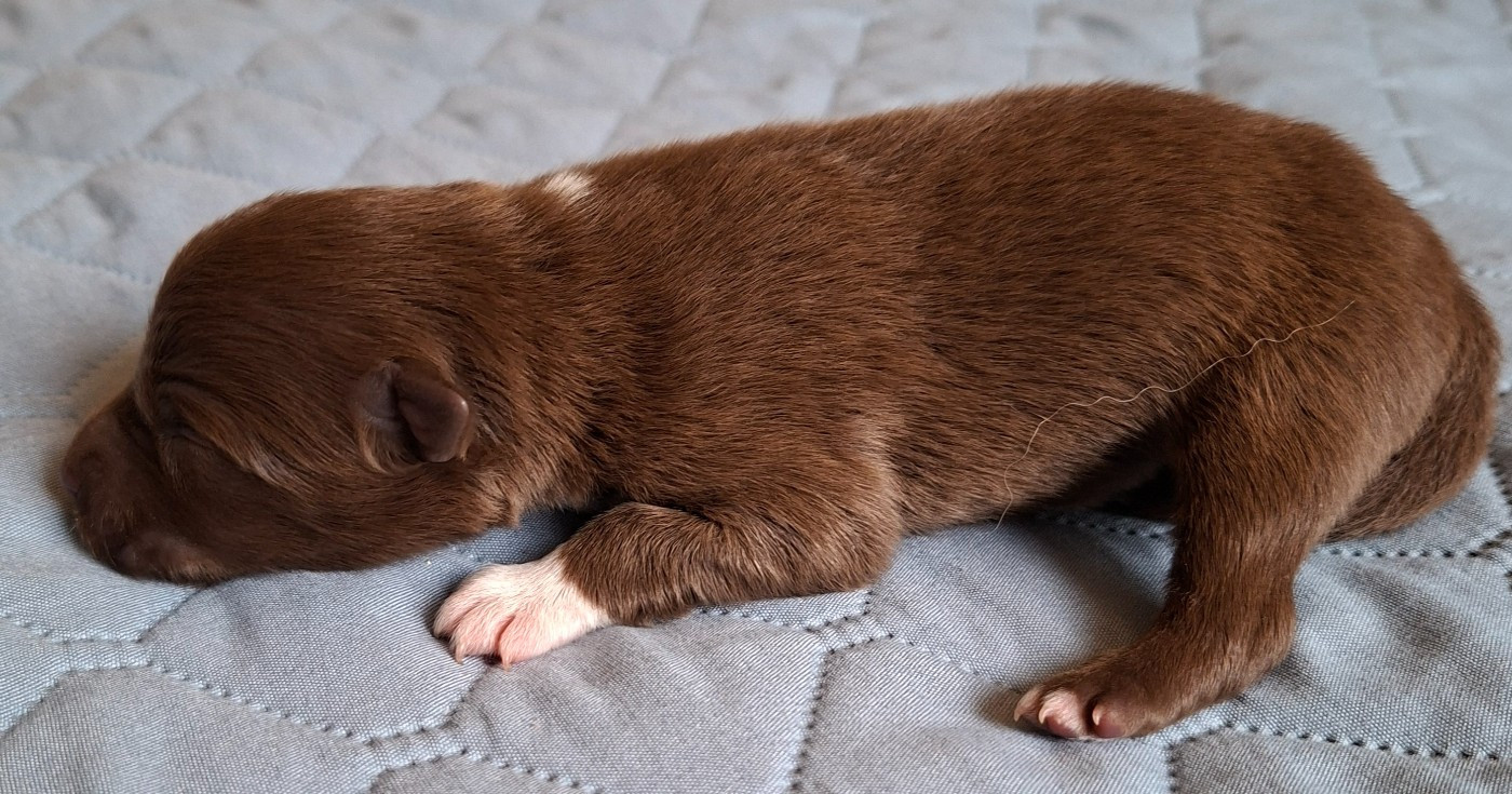 Panache Finnois - Chiots disponibles - Chien finnois de Laponie