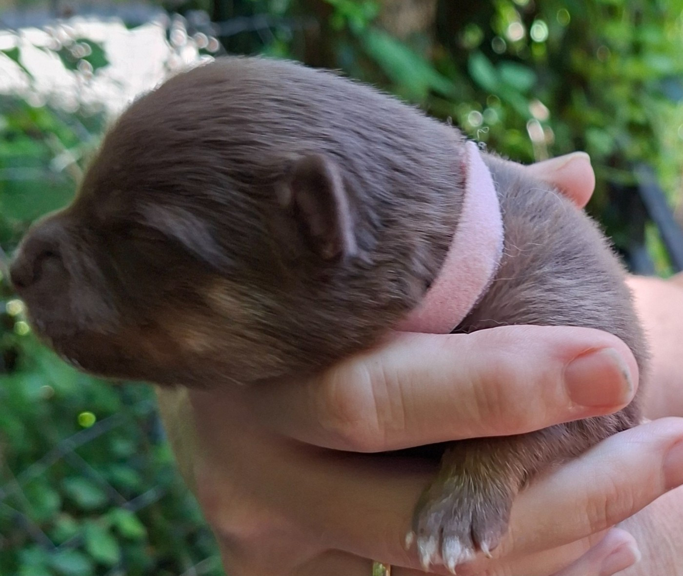 Panache Finnois - Chiots disponibles - Chien finnois de Laponie