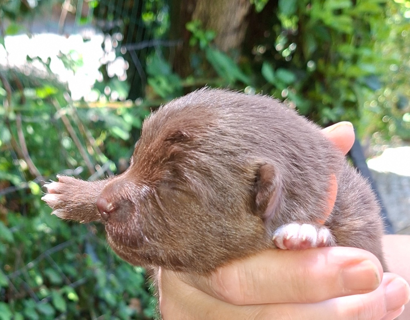 Panache Finnois - Chiots disponibles - Chien finnois de Laponie