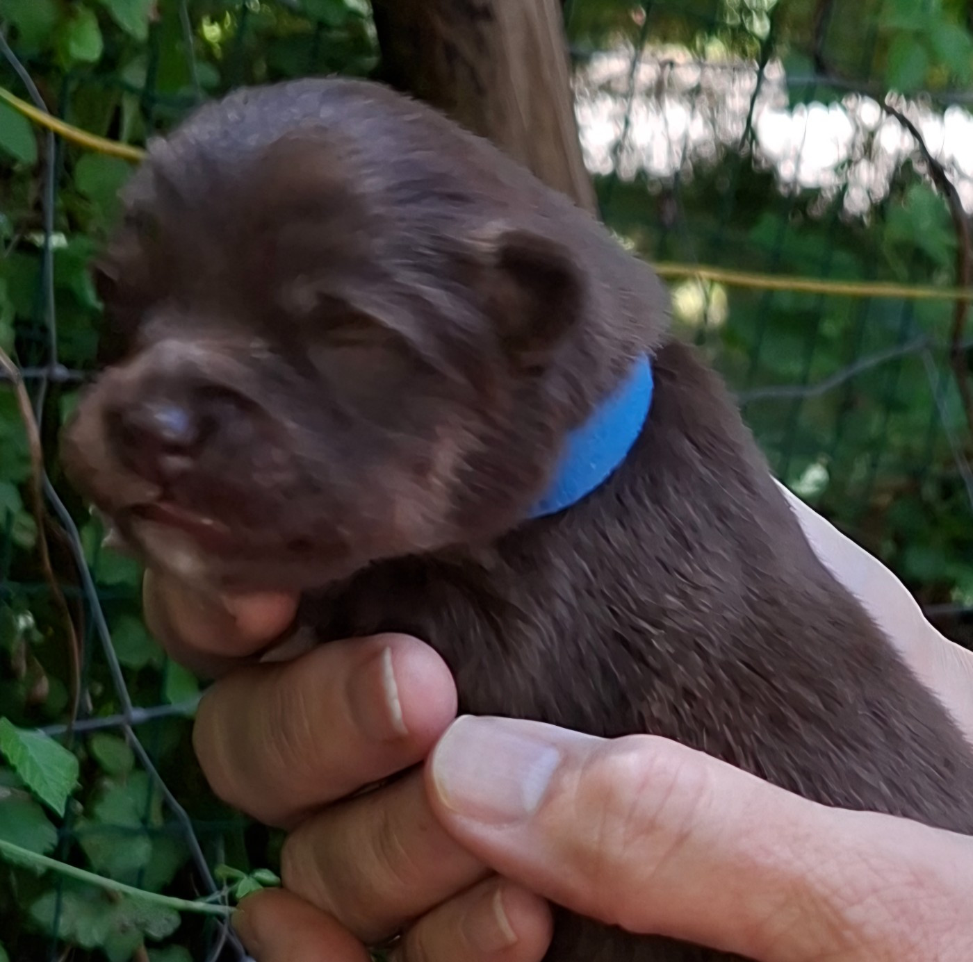 Panache Finnois - Chiots disponibles - Chien finnois de Laponie