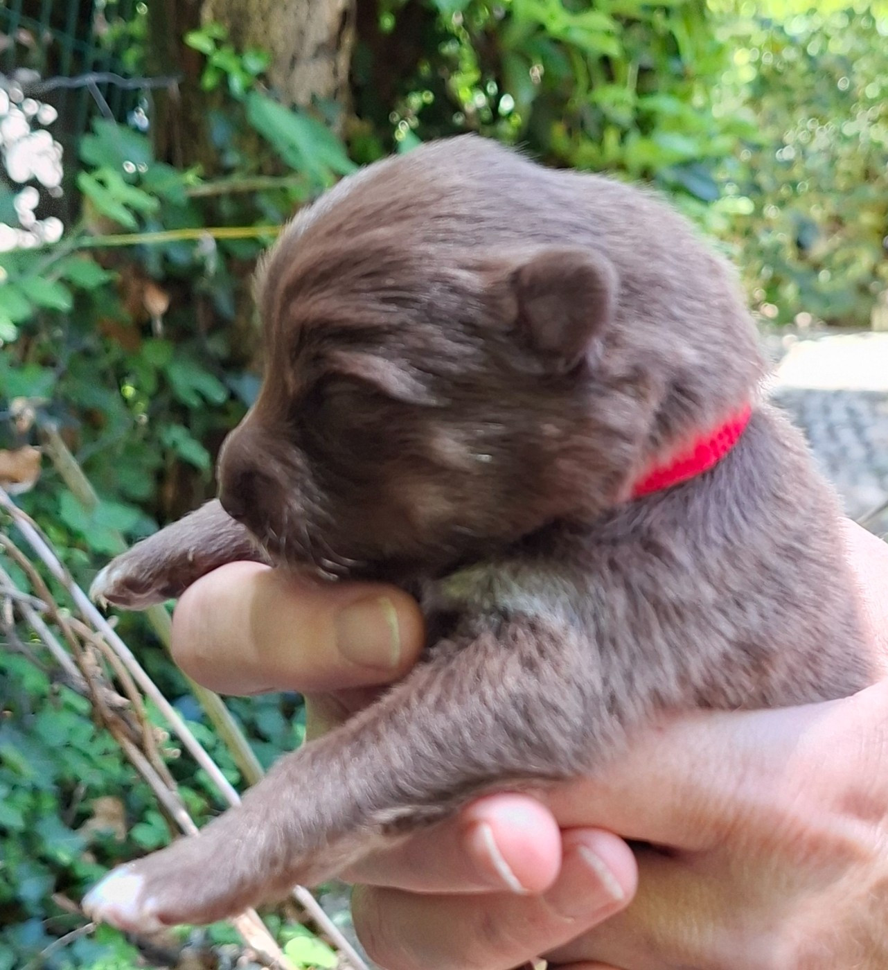 Panache Finnois - Chiots disponibles - Chien finnois de Laponie