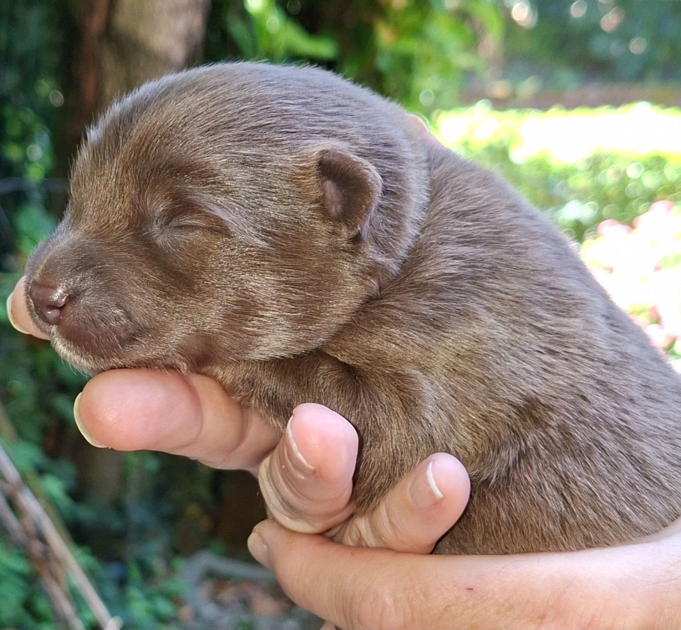Panache Finnois - Chiots disponibles - Chien finnois de Laponie