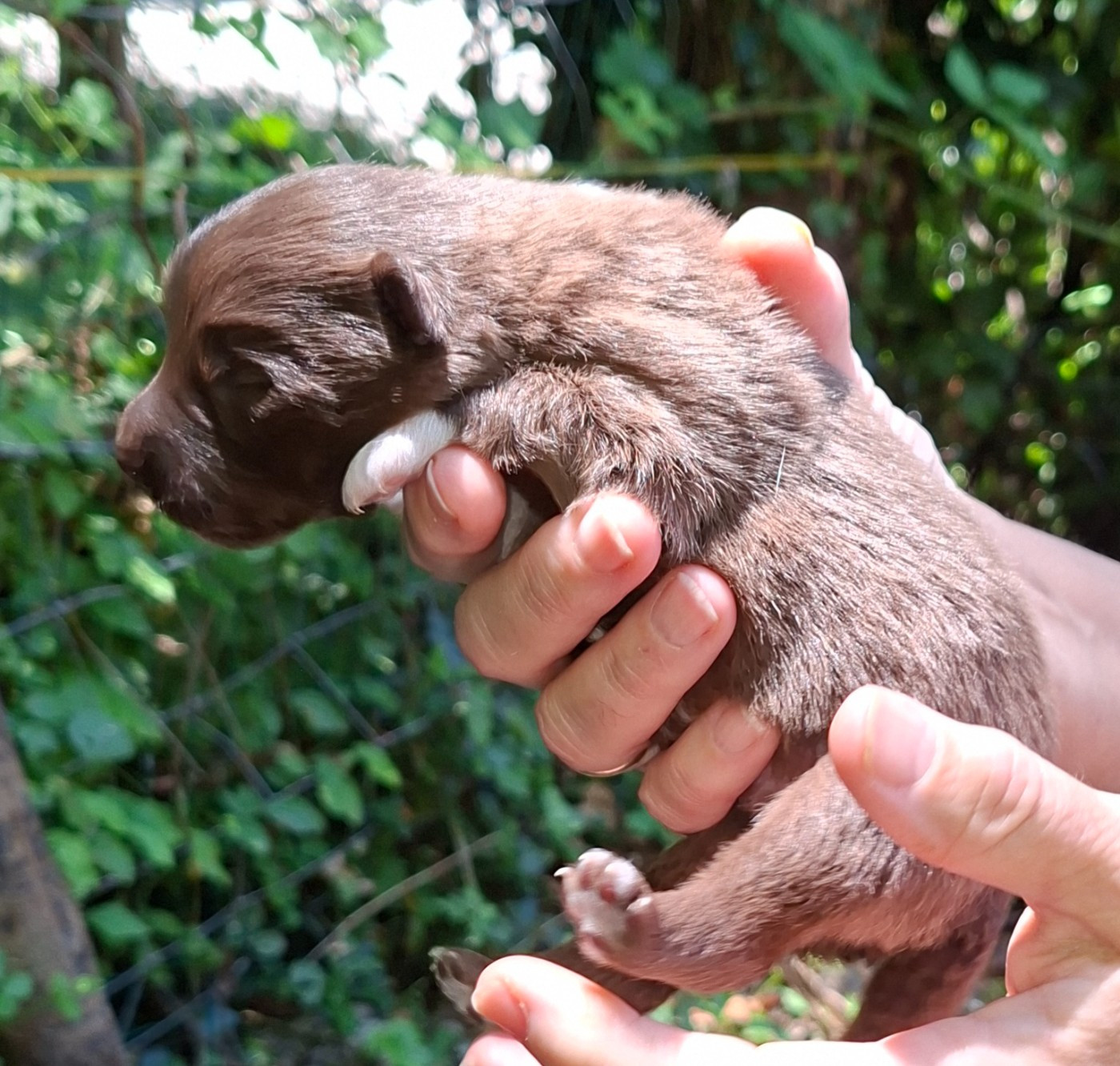 Panache Finnois - Chiots disponibles - Chien finnois de Laponie