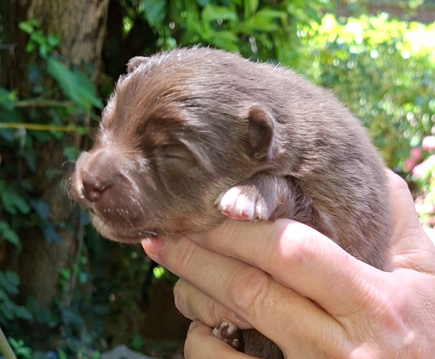 Panache Finnois - Chiots disponibles - Chien finnois de Laponie
