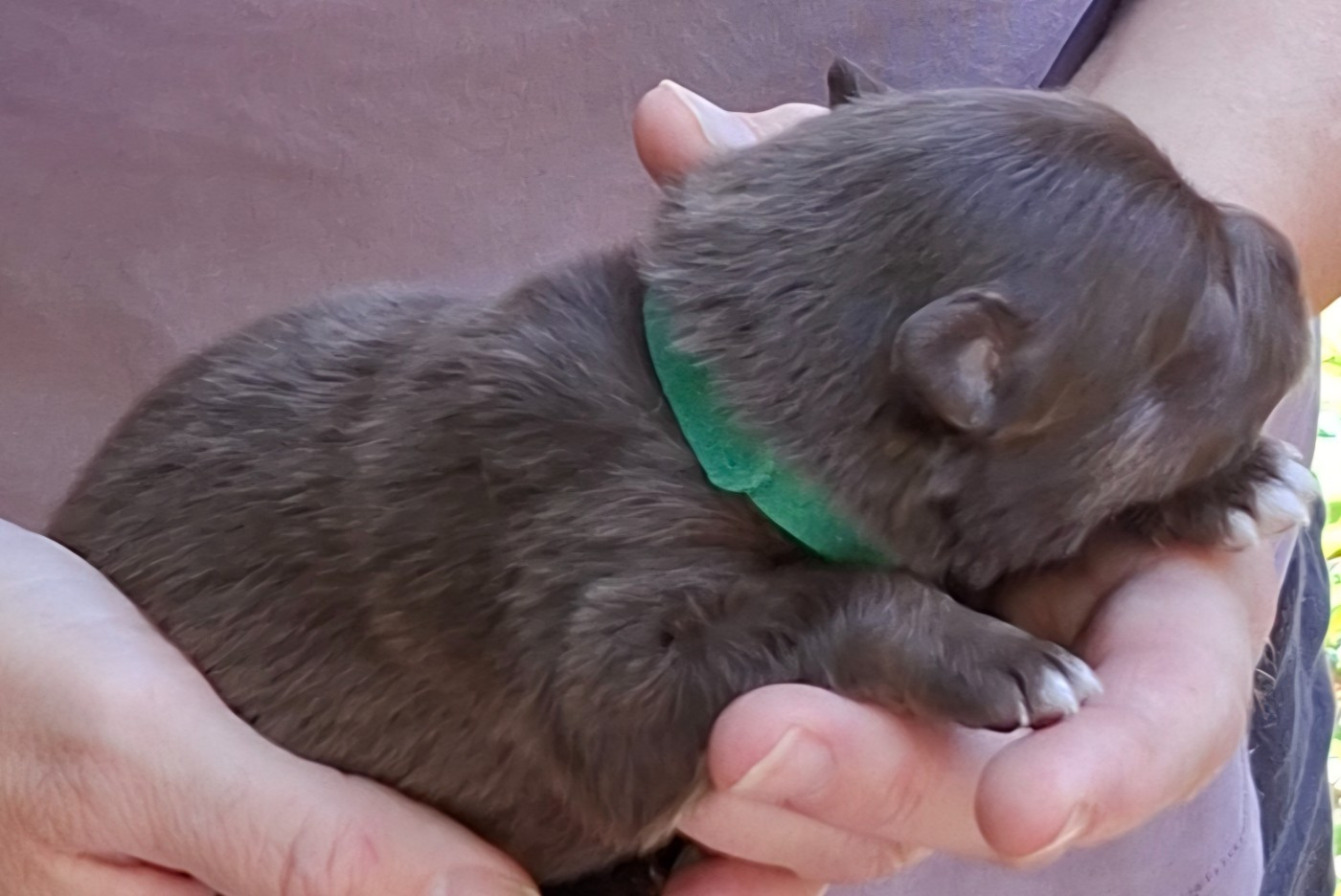 Panache Finnois - Chiots disponibles - Chien finnois de Laponie