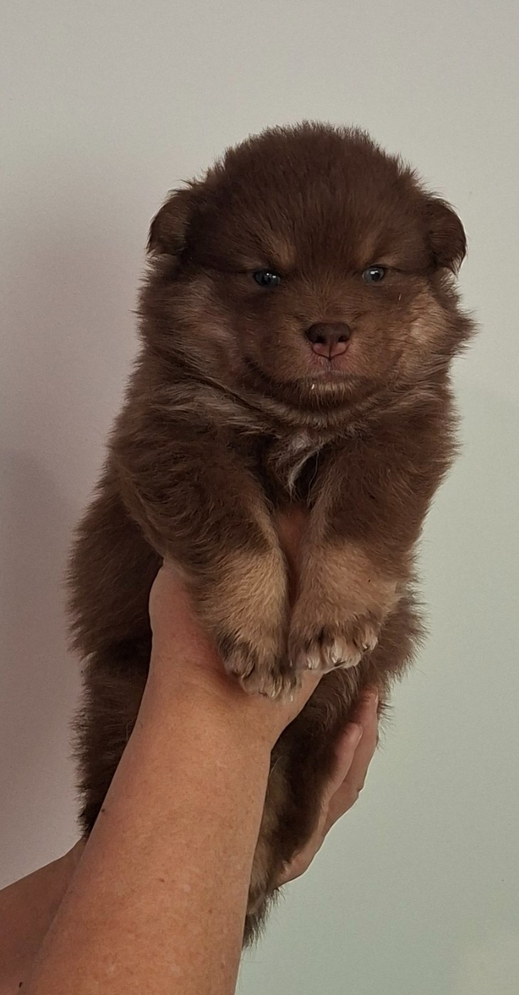 Panache Finnois - Chiots disponibles - Chien finnois de Laponie