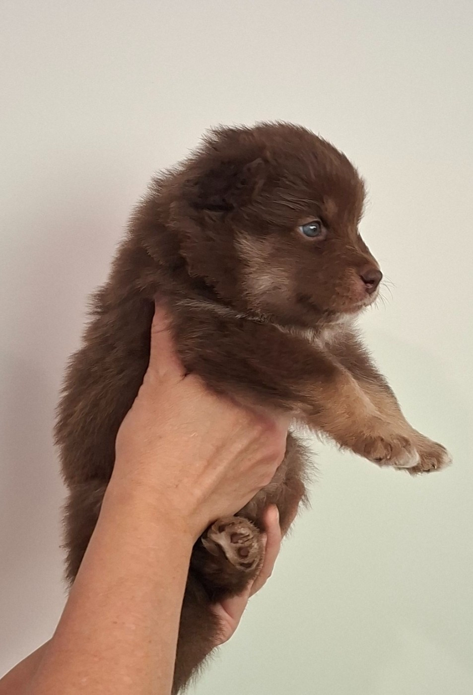 Panache Finnois - Chiots disponibles - Chien finnois de Laponie