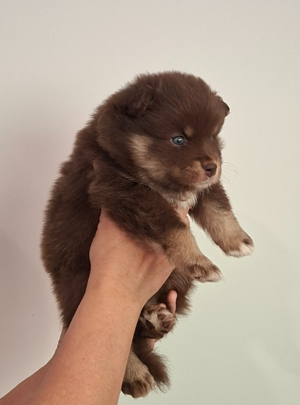 Panache Finnois - Chiots disponibles - Chien finnois de Laponie