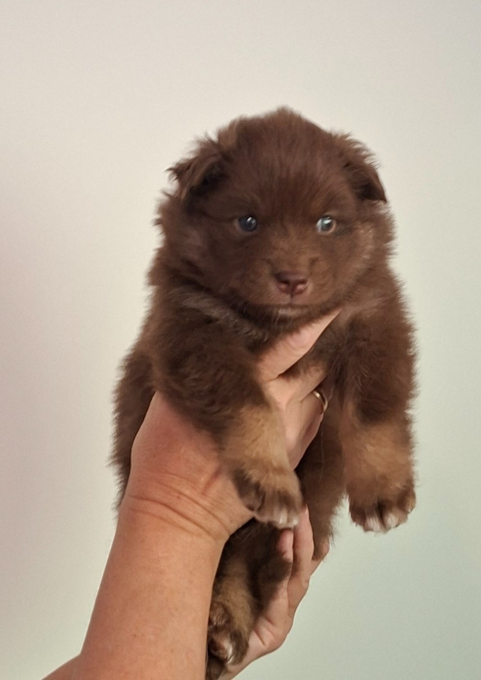 Panache Finnois - Chiots disponibles - Chien finnois de Laponie