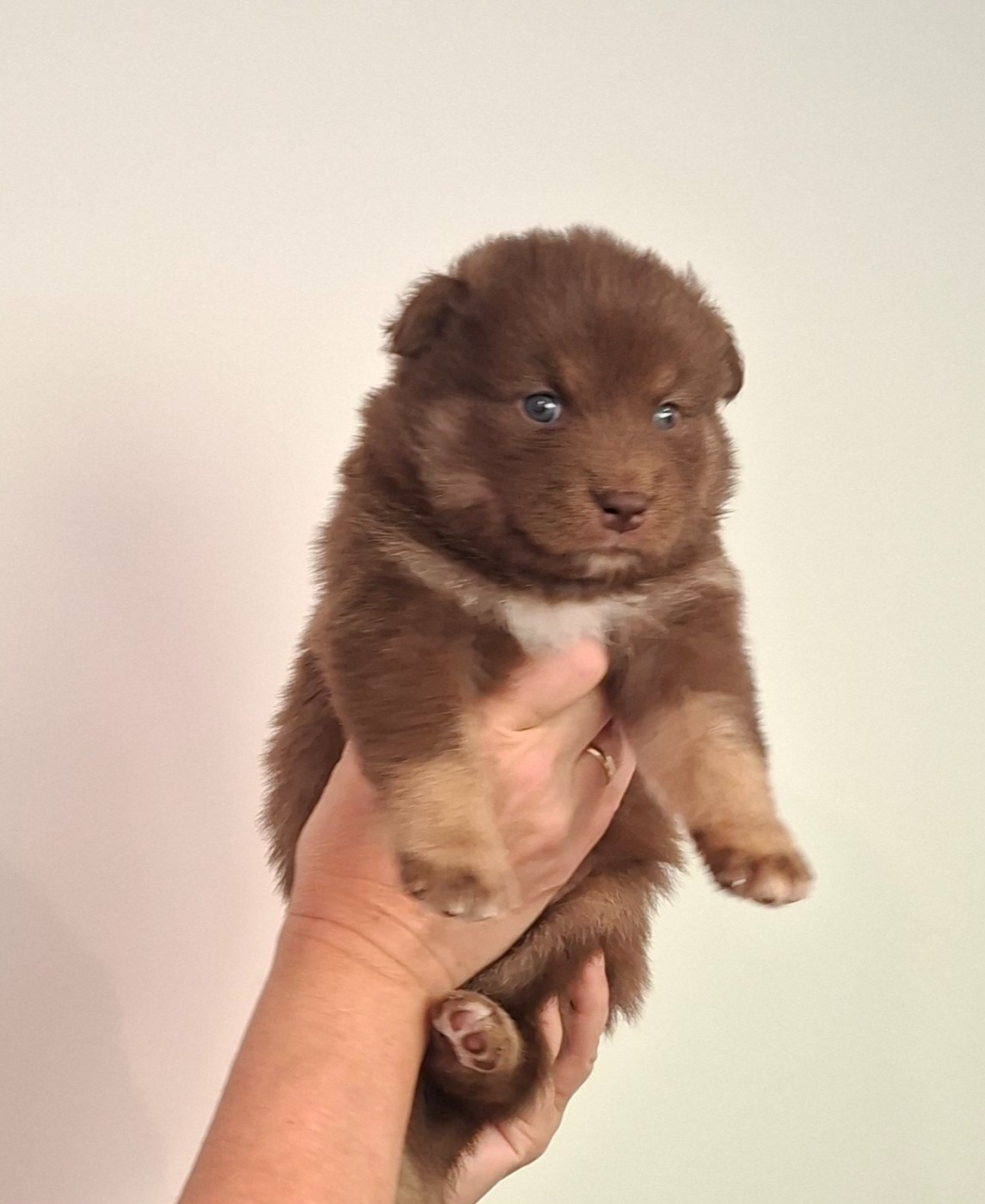 Panache Finnois - Chiots disponibles - Chien finnois de Laponie