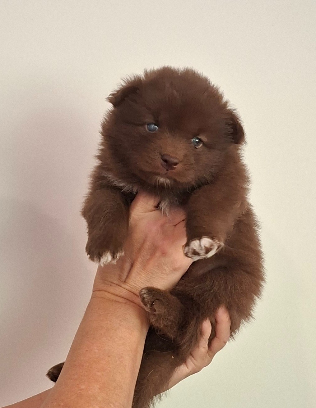 Panache Finnois - Chiots disponibles - Chien finnois de Laponie