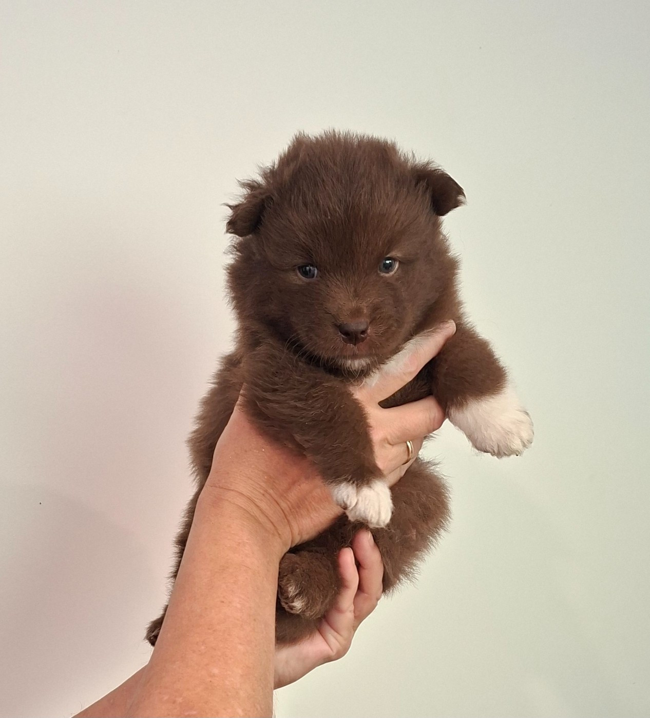 Panache Finnois - Chiots disponibles - Chien finnois de Laponie