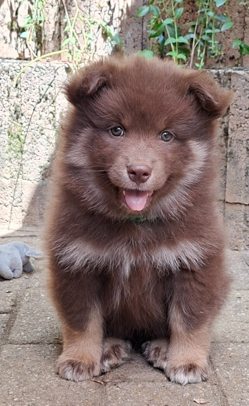 Panache Finnois - Chiots disponibles - Chien finnois de Laponie
