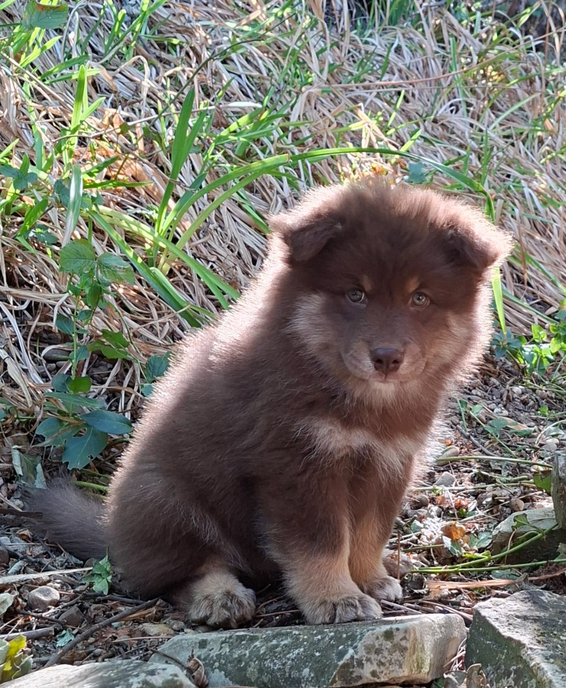 Panache Finnois - Chiots disponibles - Chien finnois de Laponie