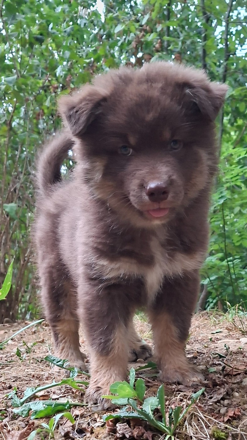Panache Finnois - Chiots disponibles - Chien finnois de Laponie