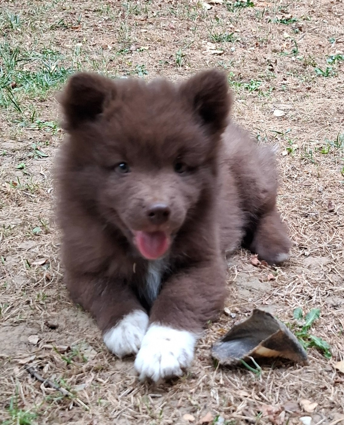 Panache Finnois - Chiots disponibles - Chien finnois de Laponie