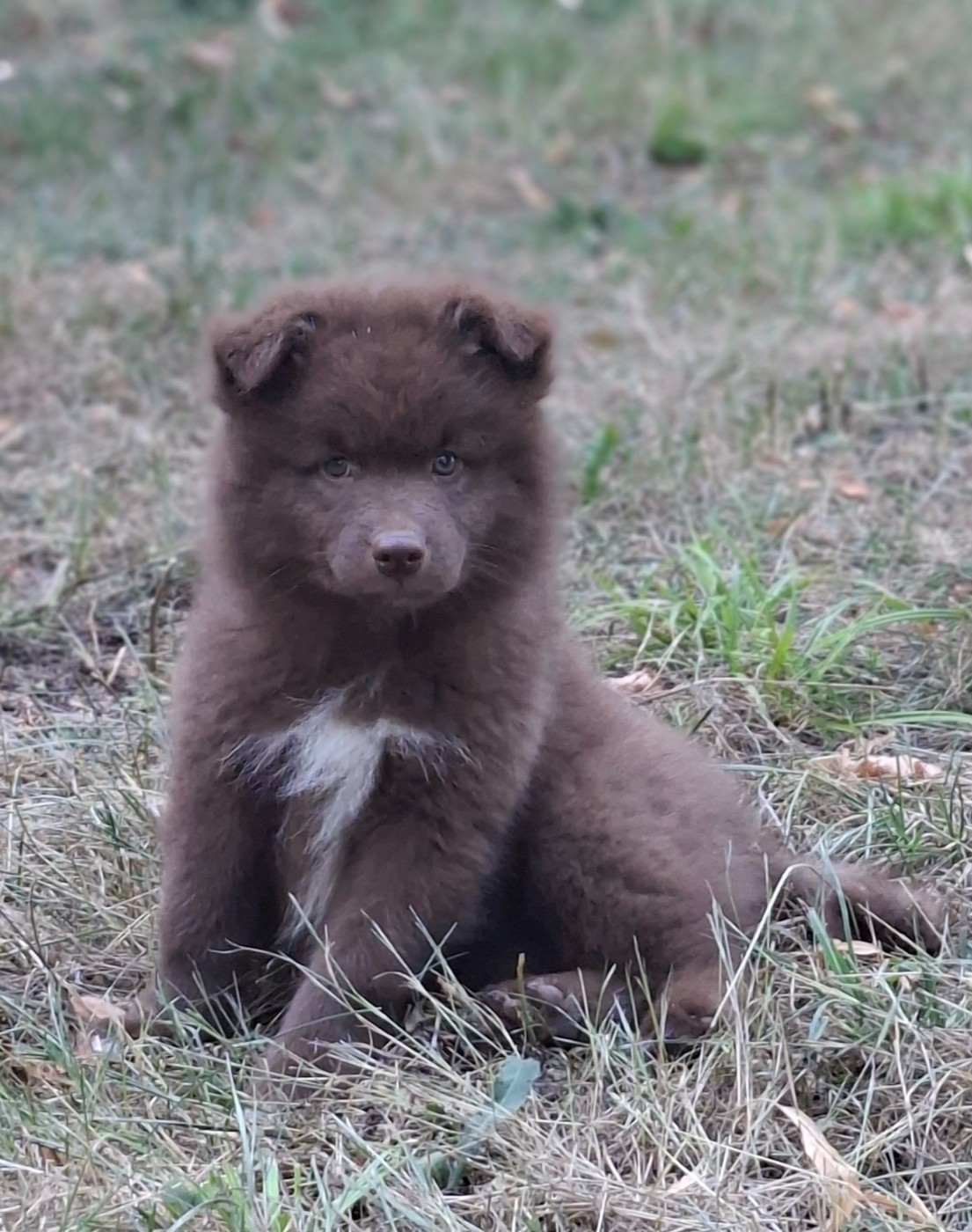 Panache Finnois - Chiots disponibles - Chien finnois de Laponie